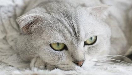 九游娱乐-阿贾克斯惜败利物浦，无缘半决赛，阿贾克斯0_1利物浦